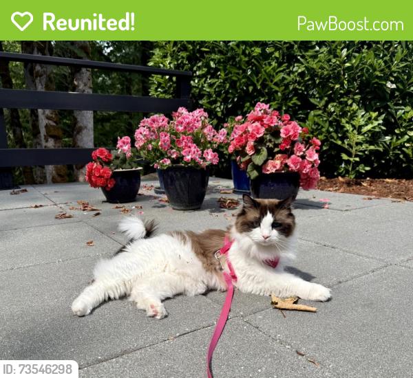 Reunited Male Cat last seen Near Beaver Lake Preserve, Sammamish, WA 98075
