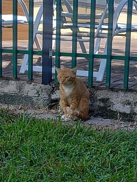 Shelter Stray Male Cat last seen Near BLOCK NW 46 AV, LAUDERHILL FL 33313, 2400 SW 42nd St, Fort Lauderdale, FL 33312, USA