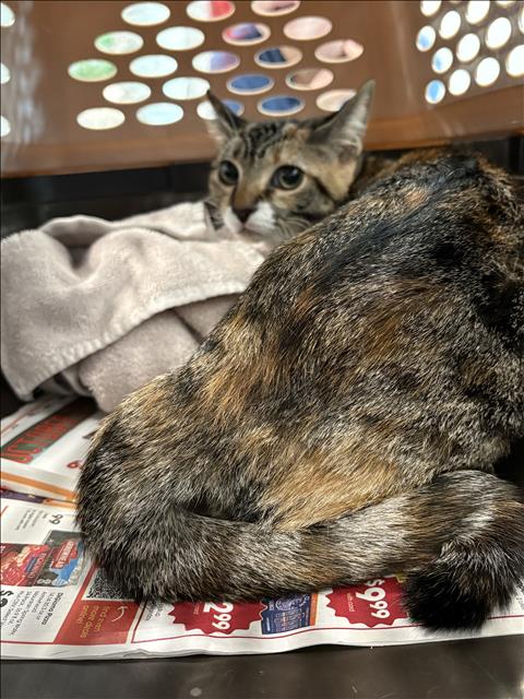 Shelter Stray Female Cat last seen , West Valley Animal Shelter, 20655 Plummer St, Chatsworth, CA 91311, USA