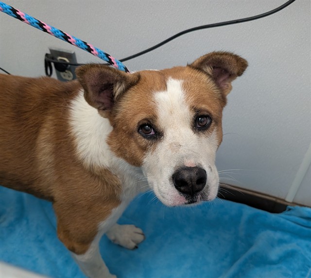 Shelter Stray Male Dog last seen , 4000 N Silverbell Rd, Tucson, AZ 85745, USA