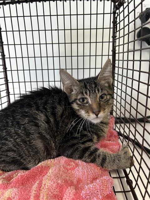 Shelter Stray Male Cat last seen Near BLOCK W OLIVE AVE, FRESNO CA 93728 2637, 5277 E Airways Blvd, Fresno, CA 93727, USA