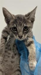 Shelter Stray Female Cat last seen Near BLOCK N CONSTANCE AVE, FRESNO CA 93722 7141, 5277 E Airways Blvd, Fresno, CA 93727, USA