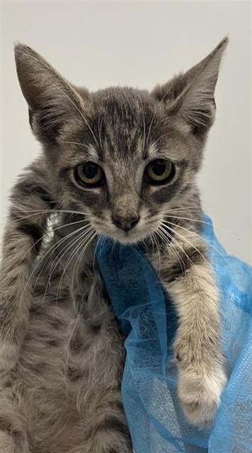 Shelter Stray Female Cat last seen Near BLOCK N CONSTANCE AVE, FRESNO CA 93722 7141, 5277 E Airways Blvd, Fresno, CA 93727, USA