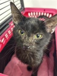 Shelter Stray Male Cat last seen Near BLOCK W OLIVE AVE, FRESNO CA 93728 2637, 5277 E Airways Blvd, Fresno, CA 93727, USA