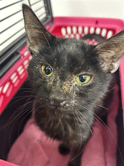 Shelter Stray Male Cat last seen Near BLOCK W OLIVE AVE, FRESNO CA 93728 2637, 5277 E Airways Blvd, Fresno, CA 93727, USA
