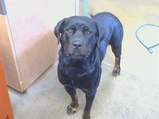 Shelter Stray Female Dog last seen WILLIS AVE/ MAGDELINA ST, 95673, 3839 Bradshaw Rd, Sacramento, CA 95827, USA