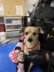 Shelter Stray Male Dog last seen JACKSON ST AND 122ND DR, 2500 S 27th Ave, Phoenix, AZ 85009, USA