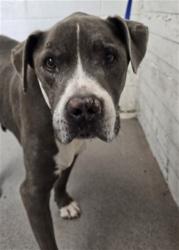 Shelter Stray Male Dog last seen HARRIMAN & HOSPITALITY, 333 Chandler Pl, San Bernardino, CA 92408, USA