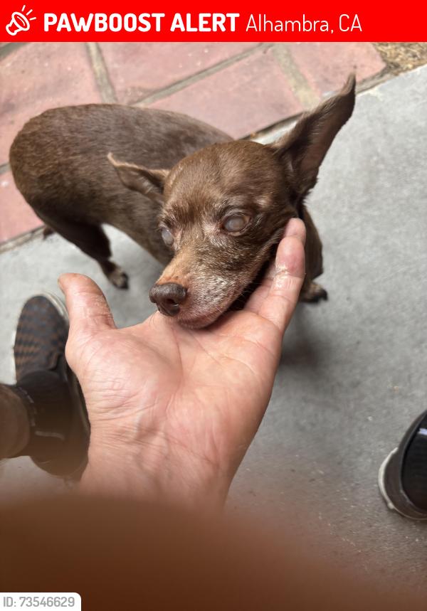Lost Female Dog last seen 3rd and 4th street, Alhambra, CA 91803