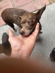Lost Female Dog last seen 3rd and 4th street, Alhambra, CA 91803