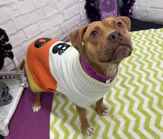 Shelter Stray Female Dog last seen Near BLOCK NORMANDY ST, DETROIT, MI 48238, 1431 E Ferry St, Detroit, MI 48211, USA