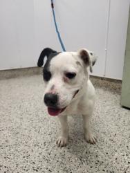 Shelter Stray Female Dog last seen Near BLOCK MOROSS RD, DETROIT, MI 48205, 1431 E Ferry St, Detroit, MI 48211, USA