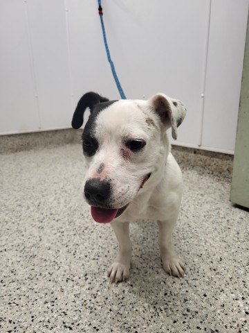Shelter Stray Female Dog last seen Near BLOCK MOROSS RD, DETROIT, MI 48205, 1431 E Ferry St, Detroit, MI 48211, USA