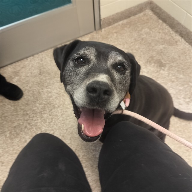 Shelter Stray Female Dog last seen Near BLOCK CEDAR ST, PUEBLO CO 81004, 4600 Eagleridge Pl, Pueblo, CO 81008, USA