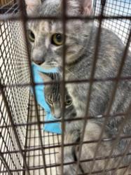 Shelter Stray Female Cat last seen , 957 N Gaffey St, San Pedro, CA 90731, USA