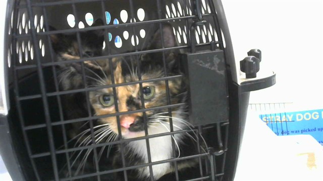 Shelter Stray Female Cat last seen UNKNOWN, 2600 NE Perry Ave, Peoria, IL 61603, USA