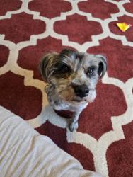 Shelter Stray Female Dog last seen , 1150 11 Mile Corner, Casa Grande, AZ 85194, USA
