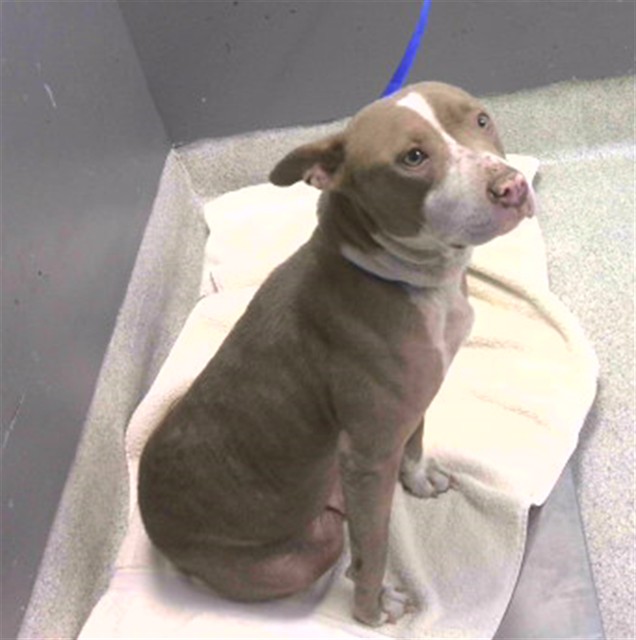 Shelter Stray Female Dog last seen Near BLOCK LUNKER LN, TALLAHASSEE FL 32303, 1125 Easterwood Dr, Tallahassee, FL 32311, USA