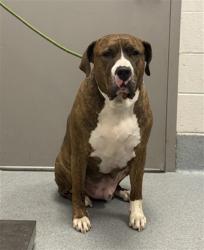 Shelter Stray Male Dog last seen Near, 5001 E Raymond St, Indianapolis, IN 46203, USA
