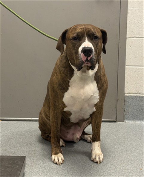 Shelter Stray Male Dog last seen Near, 5001 E Raymond St, Indianapolis, IN 46203, USA