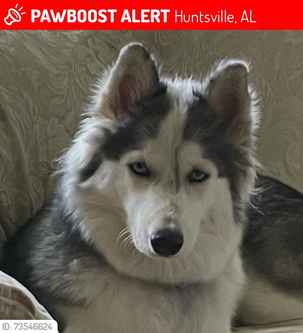 Lost Female Dog last seen Town and Country, Huntsville, AL 35806