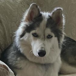 Lost Female Dog last seen Town and Country, Huntsville, AL 35806