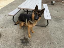 Shelter Stray Male Dog last seen Near BLOCK MALBERT ST, 227 N D St, Perris, CA 92570, USA