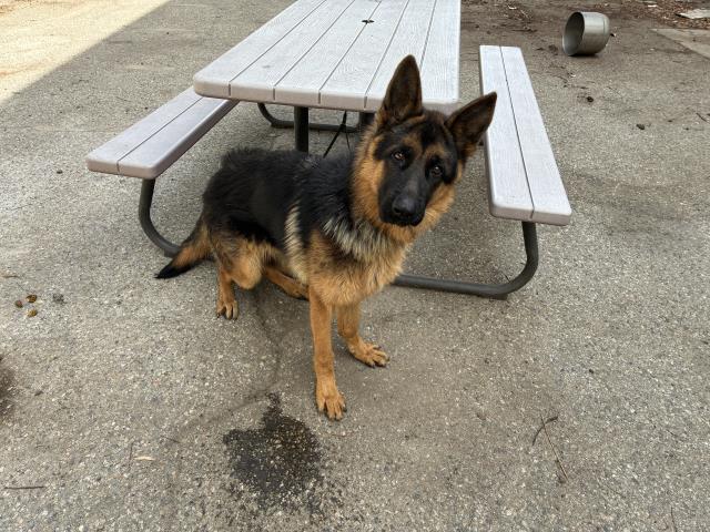 Shelter Stray Male Dog last seen Near BLOCK MALBERT ST, 227 N D St, Perris, CA 92570, USA