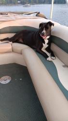 Reunited Female Dog last seen In between 32nd st and 34th st, Hamilton, MI 49419