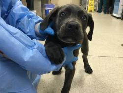 Shelter Stray Female Dog last seen Near BLOCK SANTA ROSA DR, MORENO VALLEY CA 92555, 6851 Van Buren Boulevard, Jurupa Valley, CA 92509, USA