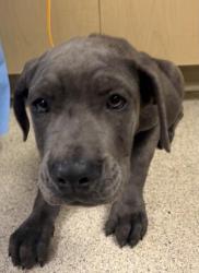 Shelter Stray Female Dog last seen Near BLOCK SANTA ROSA DR, MORENO VALLEY CA 92555, 6851 Van Buren Boulevard, Jurupa Valley, CA 92509, USA