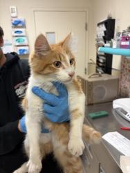 Shelter Stray Male Cat last seen Near BLOCK MARIPOSA AVE, RIVERSIDE CA, 6851 Van Buren Boulevard, Jurupa Valley, CA 92509, USA