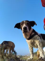 Lost Female Dog last seen Avenida Quintero y emiliano Velasquez, Colonia Tulteca Teopan, Méx. 56078