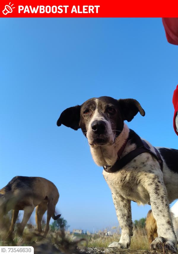 Lost Female Dog last seen Avenida Quintero y emiliano Velasquez, Colonia Tulteca Teopan, Méx. 56078
