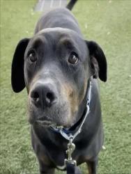 Shelter Stray Male Dog last seen , 1850 W 60th St, Los Angeles, CA 90047, USA