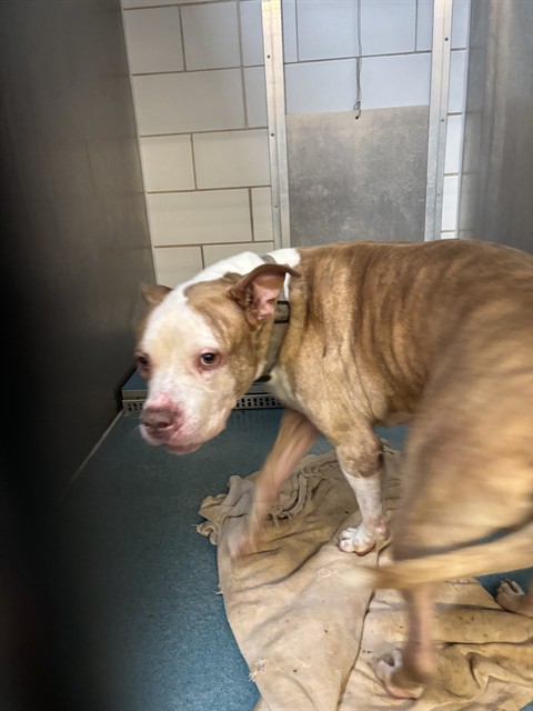 Shelter Stray Male Dog last seen SOUTHDOWN, 8311 Freedom Dr, Pearland, TX 77581, USA