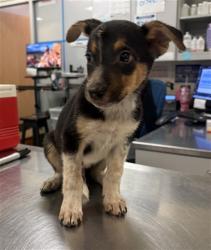 Shelter Stray Male Dog last seen SAGE RD/HWY 79, AGUANGA CA 92536, 581 S Grand Ave, San Jacinto, CA 92582, USA