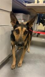 Shelter Stray Female Dog last seen SAGE RD/HWY 79, AGUANGA CA 92536, 581 S Grand Ave, San Jacinto, CA 92582, USA