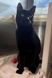 Shelter Stray Male Cat last seen 55TH AND TENNYSON, 12155 Park Blvd, Brighton, CO 80601, USA