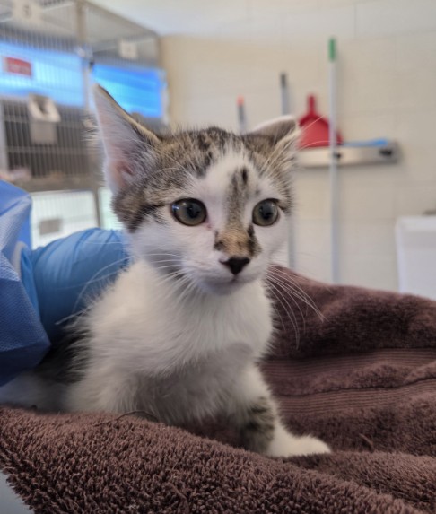 Shelter Stray Male Cat last seen Near BLOCK SAURINI BLVD 80022, 12155 Park Blvd, Brighton, CO 80601, USA