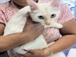 Shelter Stray Female Cat last seen , 1850 W 60th St, Los Angeles, CA 90047, USA