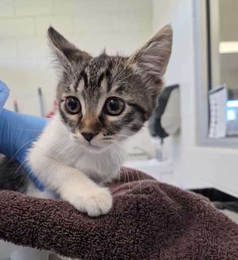 Shelter Stray Female Cat last seen Near BLOCK SAURINI BLVD 80022, 12155 Park Blvd, Brighton, CO 80601, USA