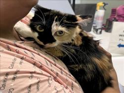 Shelter Stray Female Cat last seen , 1850 W 60th St, Los Angeles, CA 90047, USA