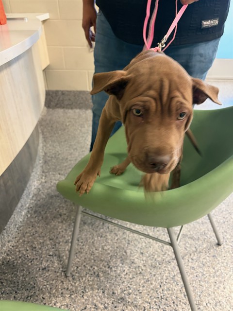 Shelter Stray Female Dog last seen Near BLOCK E BRIDGE STREET, 12155 Park Blvd, Brighton, CO 80601, USA