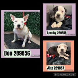 Shelter Stray Female Dog last seen LOWER BAY ST, 4214 Fulton Mill Rd, Macon, GA 31216, USA