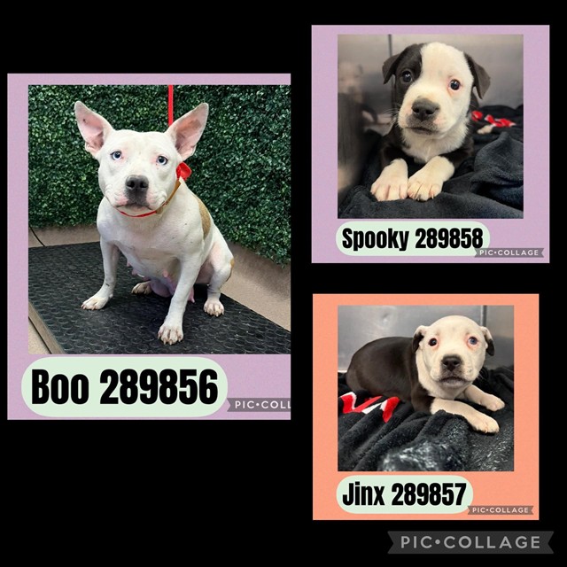 Shelter Stray Female Dog last seen LOWER BAY ST, 4214 Fulton Mill Rd, Macon, GA 31216, USA