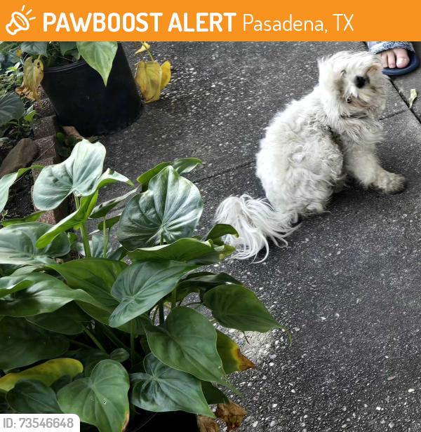 Found/Stray Female Dog last seen Patrick, Pasadena, TX 77506