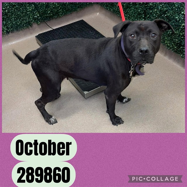 Shelter Stray Female Dog last seen ARNWOOD AVE, 4214 Fulton Mill Rd, Macon, GA 31216, USA