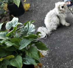 Found/Stray Female Dog last seen Patrick, Pasadena, TX 77506