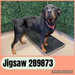 Shelter Stray Male Dog last seen FAIRWAY DR, 4214 Fulton Mill Rd, Macon, GA 31216, USA